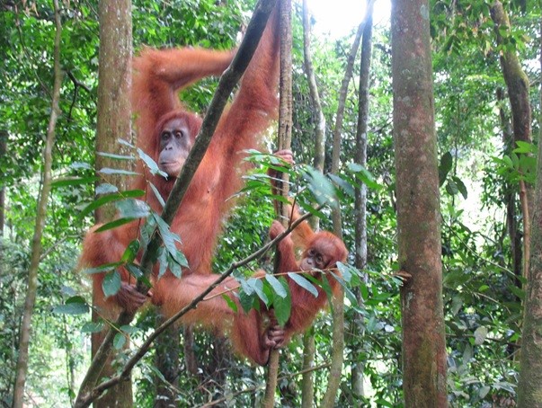 orang oetan met kind